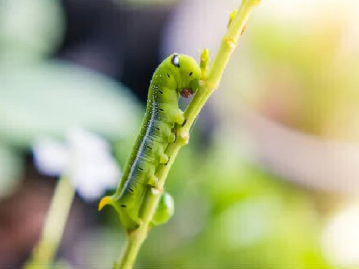 Sample 2 of Caterpillar Caterpillar's Stomach Ache Story Technical Manual [PDF]