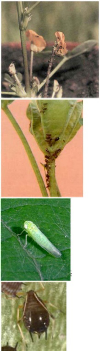 Sample 2 of Caterpillar Red Hairy Caterpillar In Groundnut Pests Technical Manual [PDF]