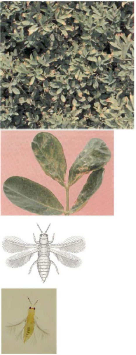 Sample 3 of Caterpillar Red Hairy Caterpillar In Groundnut Pests Technical Manual [PDF]