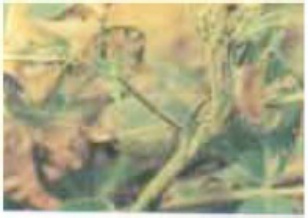 Sample 4 of Caterpillar Red Hairy Caterpillar In Groundnut Pests Technical Manual [PDF]