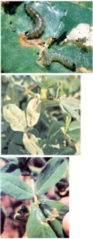 Sample 5 of Caterpillar Red Hairy Caterpillar In Groundnut Pests Technical Manual [PDF]