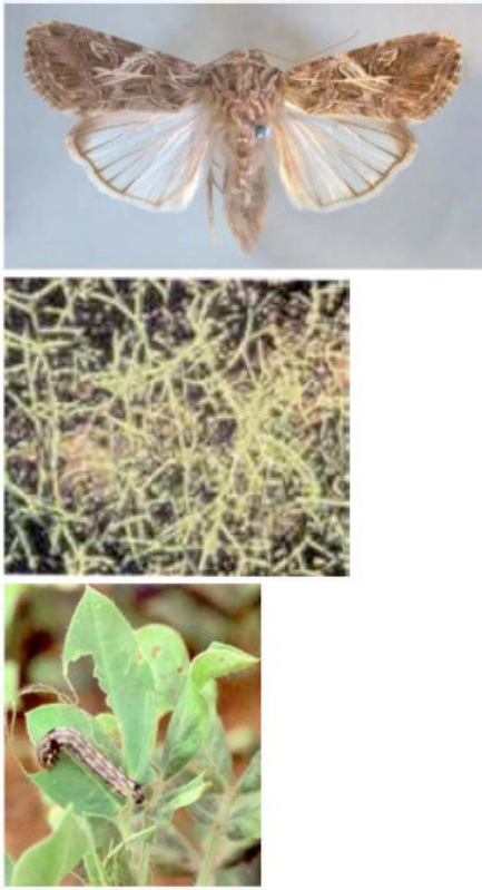 Sample 6 of Caterpillar Red Hairy Caterpillar In Groundnut Pests Technical Manual [PDF]