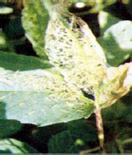 Sample 7 of Caterpillar Red Hairy Caterpillar In Groundnut Pests Technical Manual [PDF]