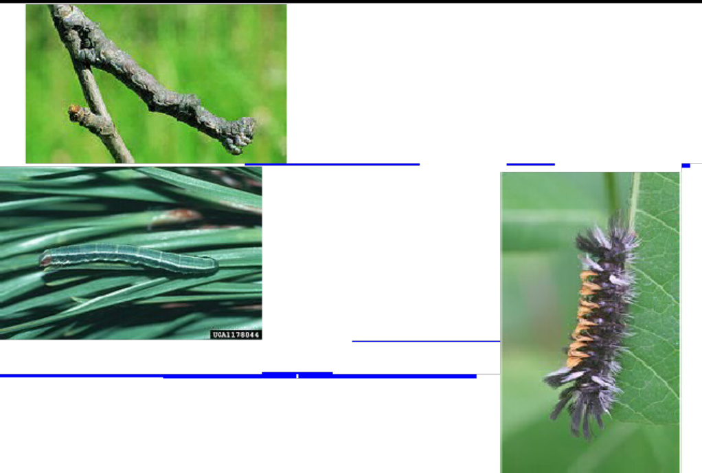 Technical Document Adaptaciones y defensas de oru Technical Manual [PDF] cover