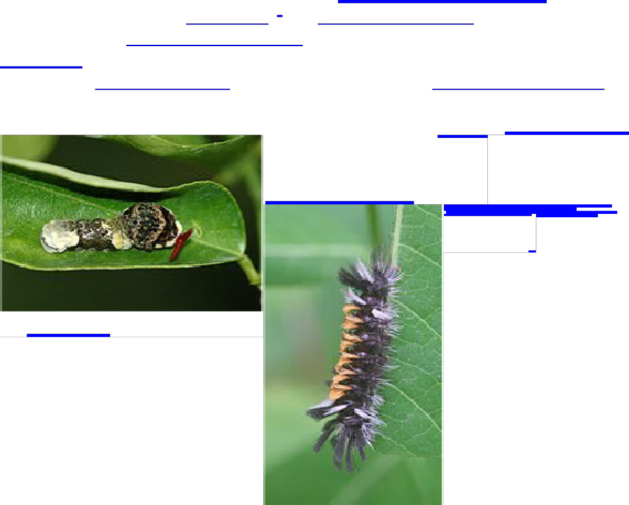 Sample 6 of Technical Document Caracteri sticas y defensas de Technical Manual [PDF]