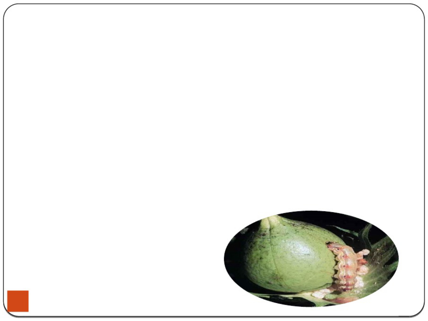 Sample 4 of Technical Document Integrated Pest Management in Technical Manual [PDF]