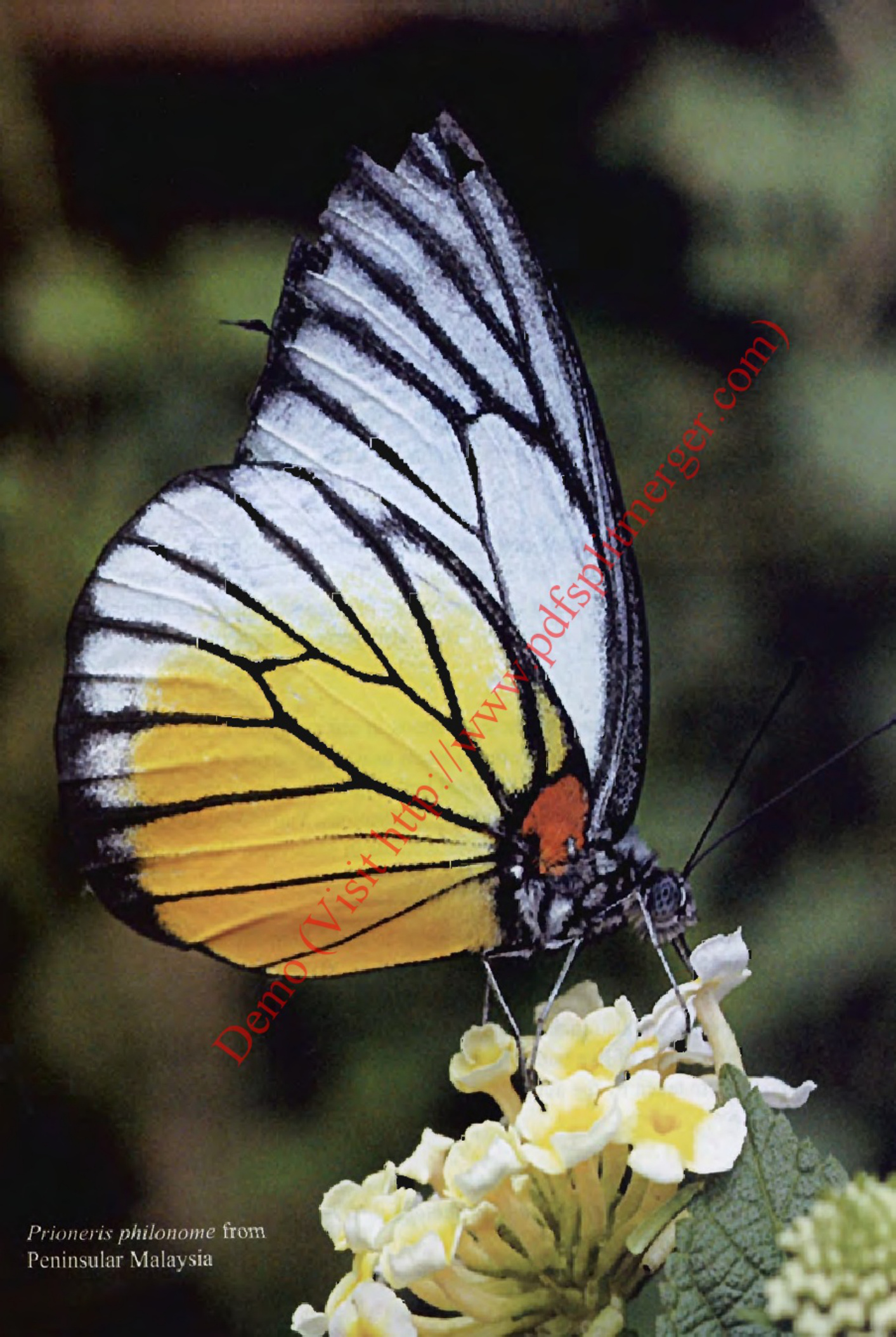 Sample 6 of Technical Document Mariposas Del Mundo Technical Manual [PDF]