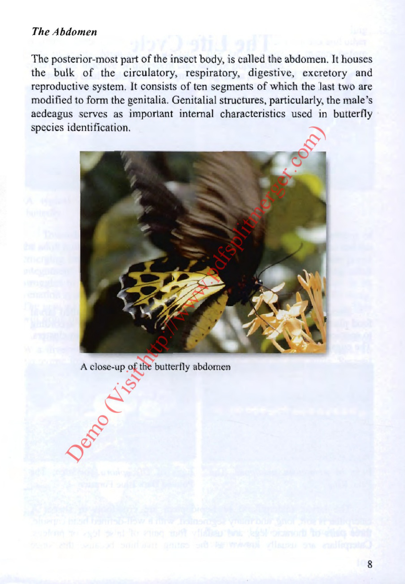 Sample 7 of Technical Document Mariposas Del Mundo Technical Manual [PDF]