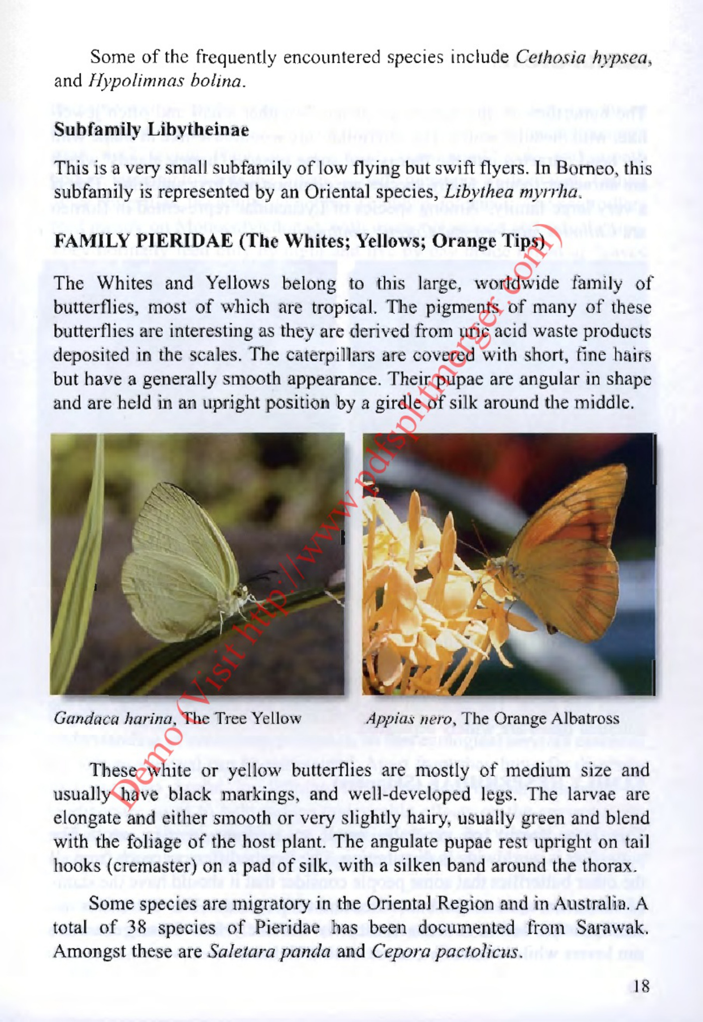 Sample 8 of Technical Document Mariposas Del Mundo Technical Manual [PDF]