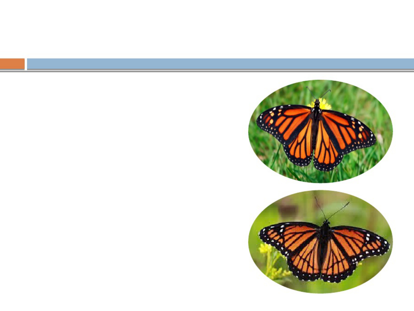 Sample 5 of Technical Document Monarch Butterfly_ Migration a Technical Manual [PDF]