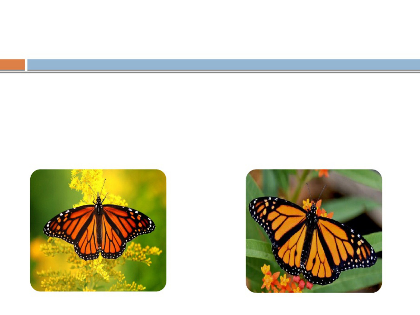 Sample 6 of Technical Document Monarch Butterfly_ Migration a Technical Manual [PDF]
