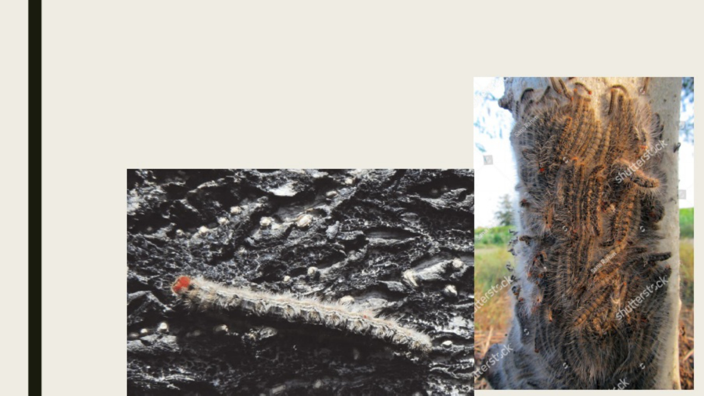 Sample 7 of Technical Document Pest Management for Moringa Ca Technical Manual [PDF]