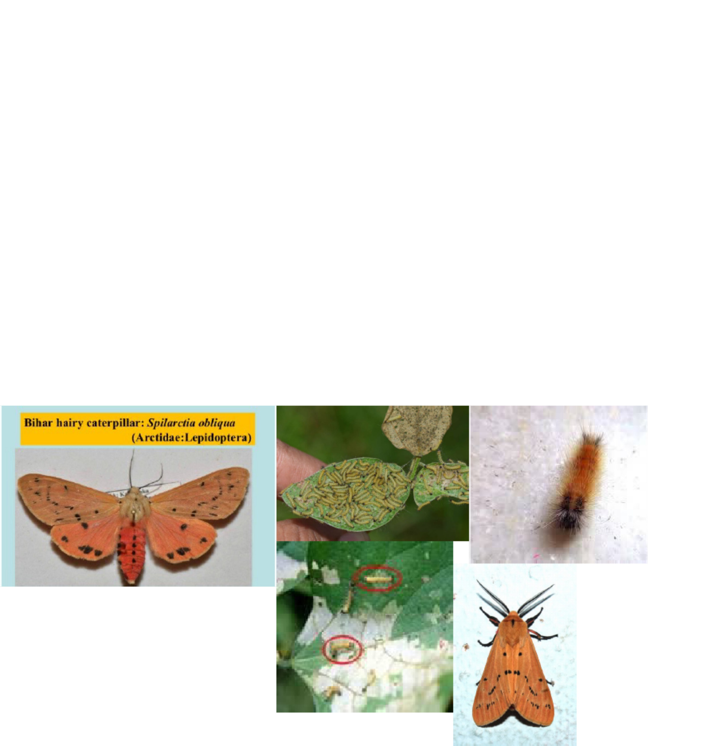 Technical Document Pests Affecting Sunhemp and Me Technical Manual [PDF] cover