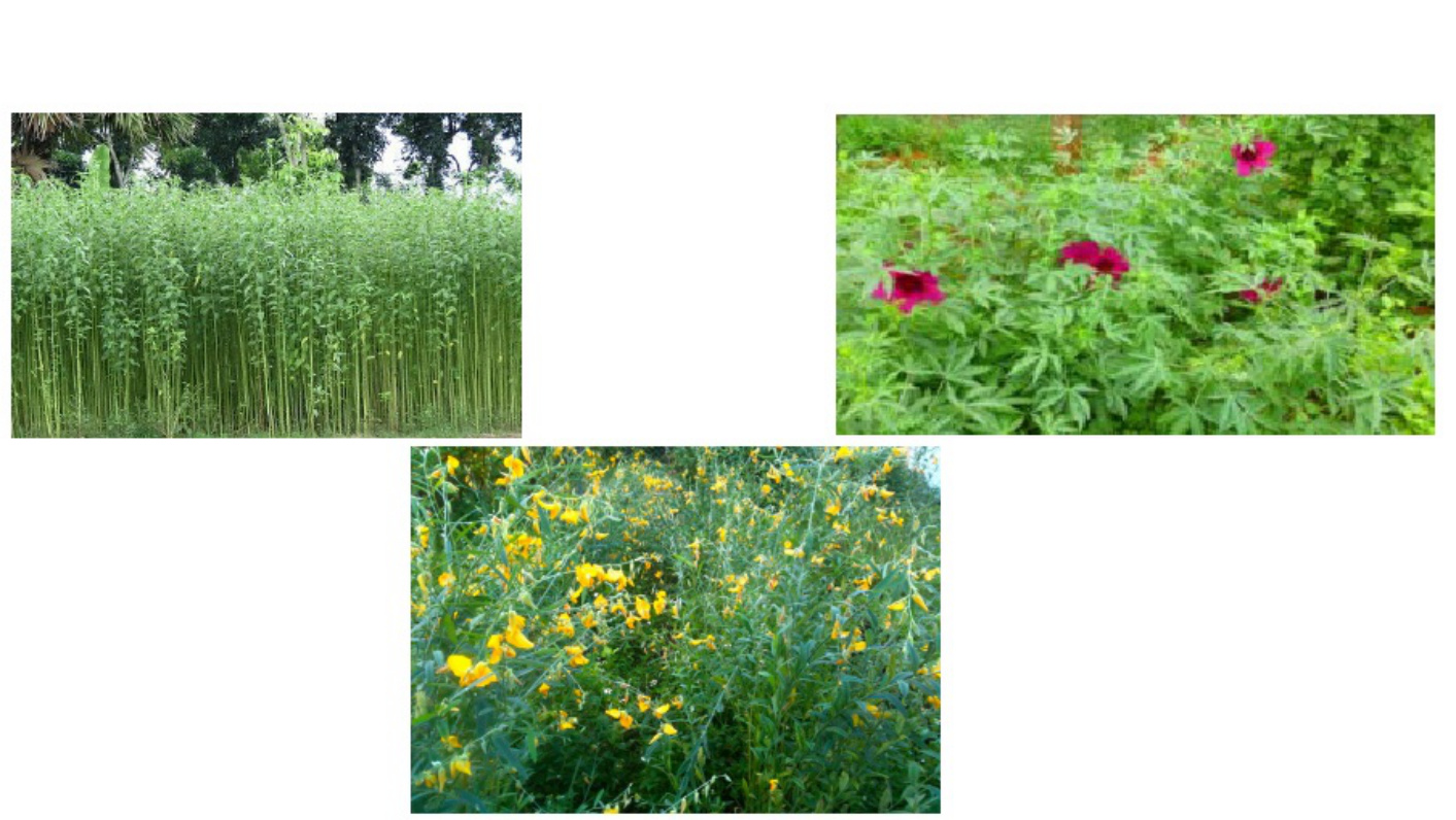 Sample 3 of Technical Document Pests Affecting Sunhemp and Me Technical Manual [PDF]
