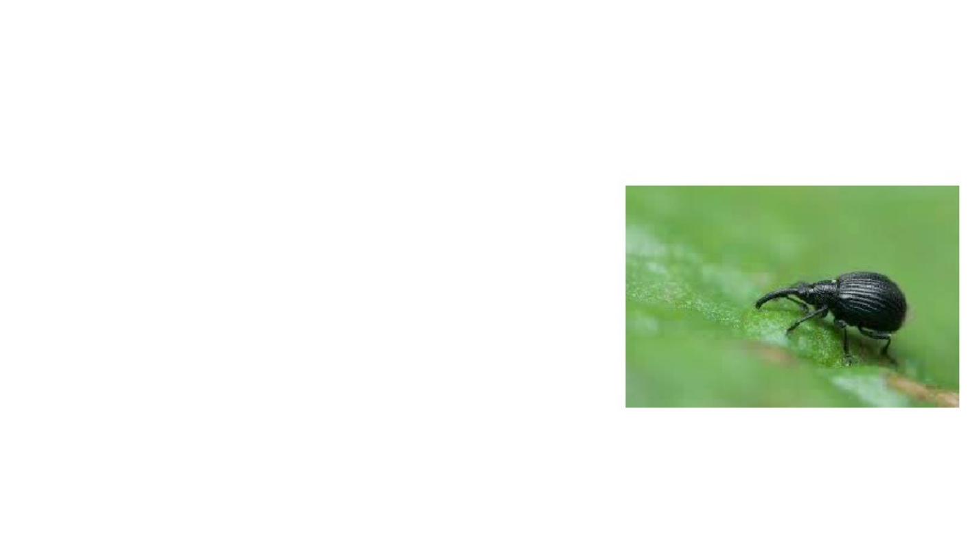 Sample 5 of Technical Document Pests Affecting Sunhemp and Me Technical Manual [PDF]