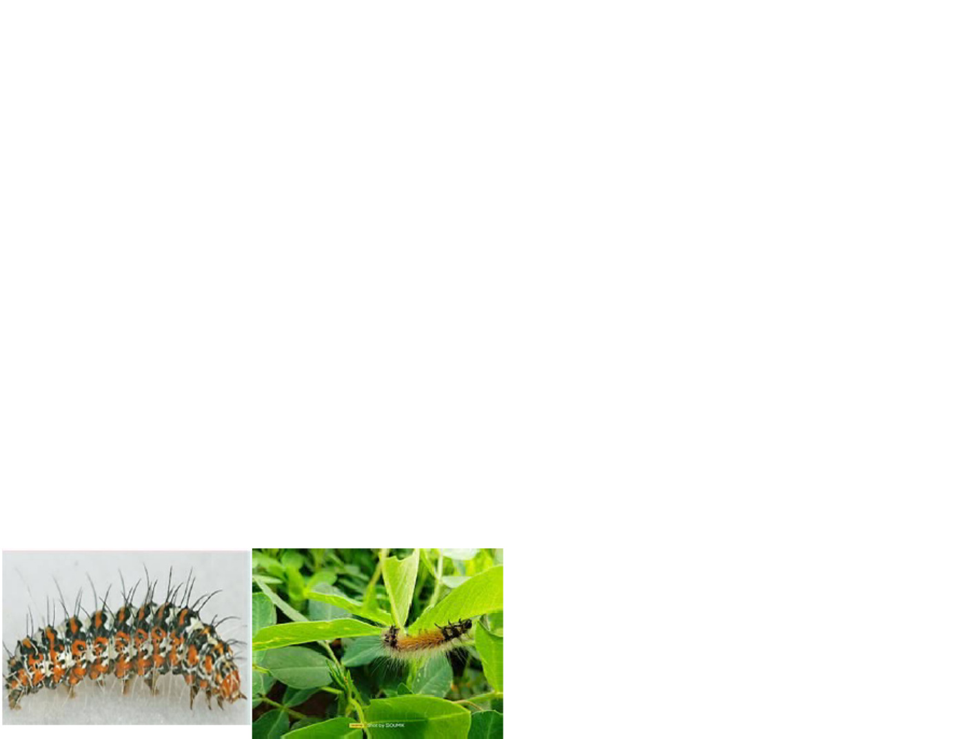 Sample 8 of Technical Document Pests Affecting Sunhemp and Me Technical Manual [PDF]