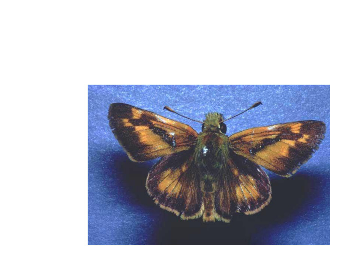 Technical Document Understanding Lepidoptera Morp Technical Manual [PDF] cover