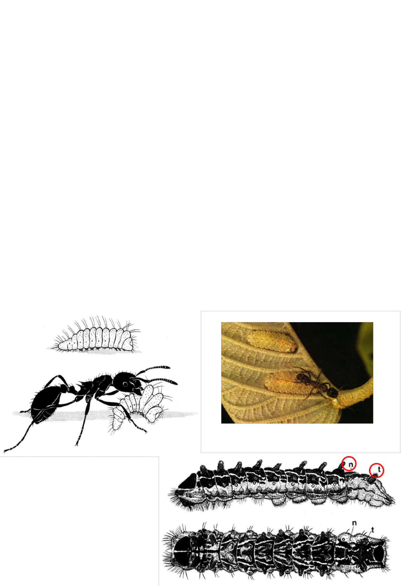 Sample 2 of Technical Document Understanding Lepidoptera Morp Technical Manual [PDF]