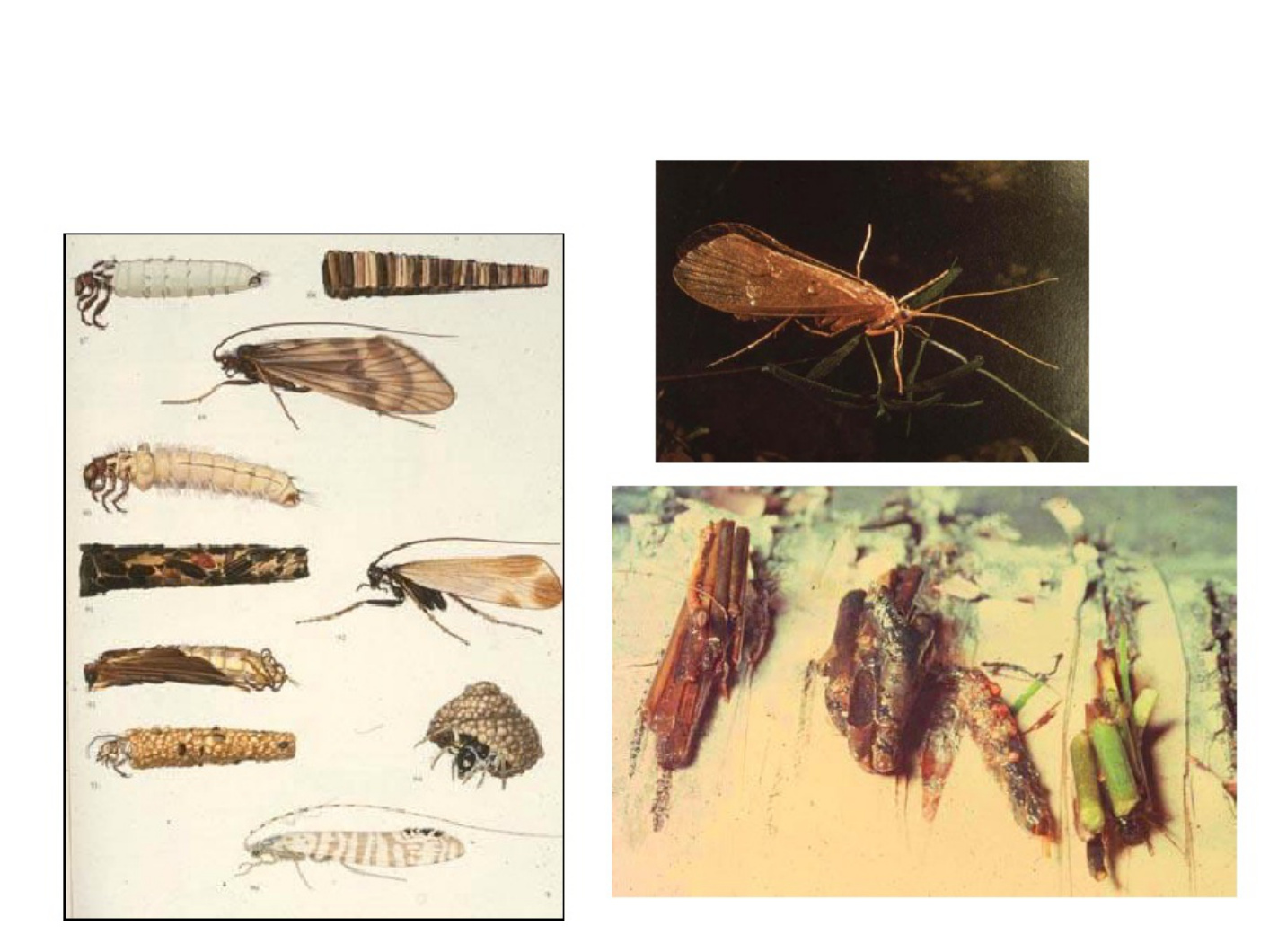 Sample 4 of Technical Document Understanding Lepidoptera Morp Technical Manual [PDF]