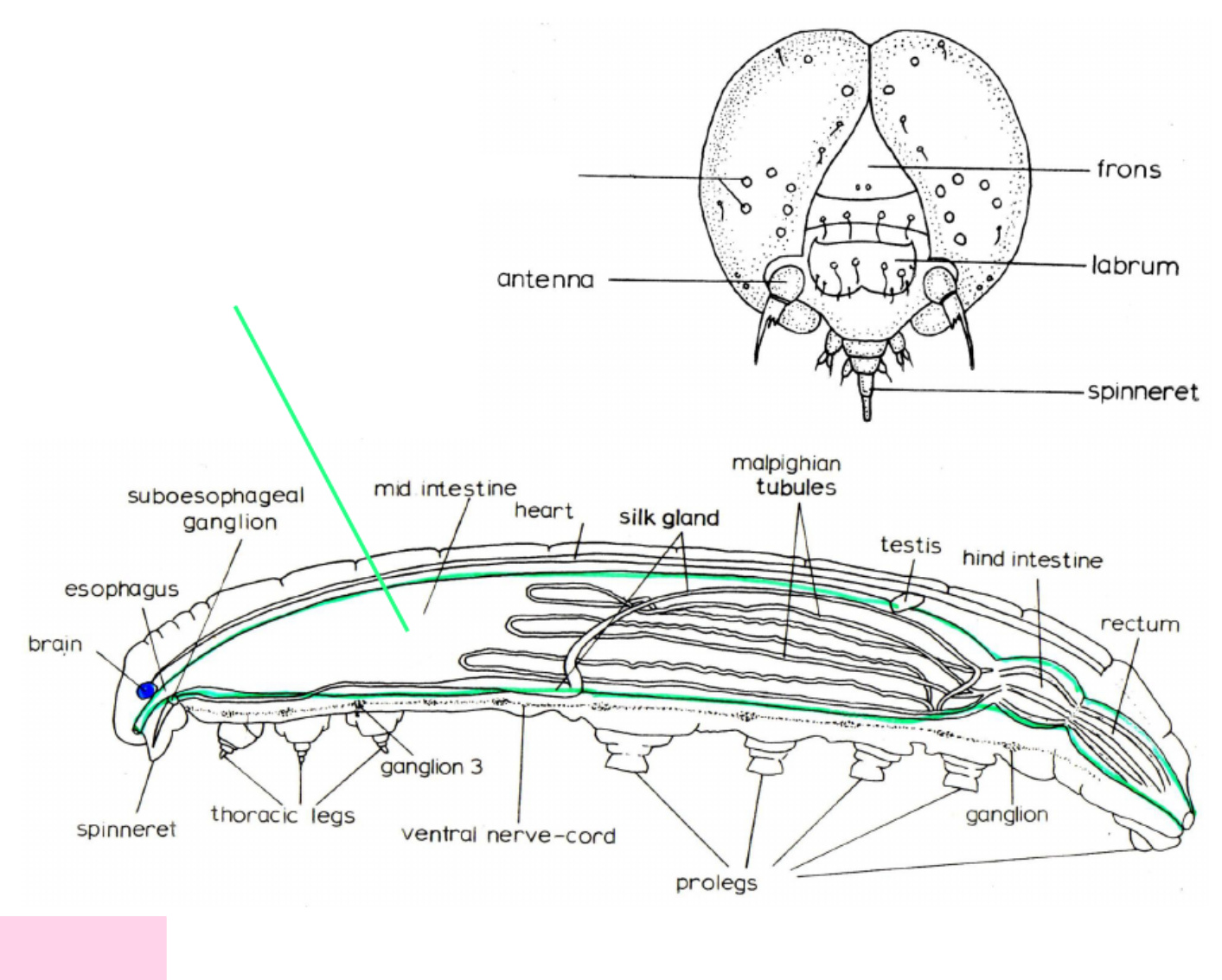 Sample 5 of Technical Document Understanding Lepidoptera Morp Technical Manual [PDF]