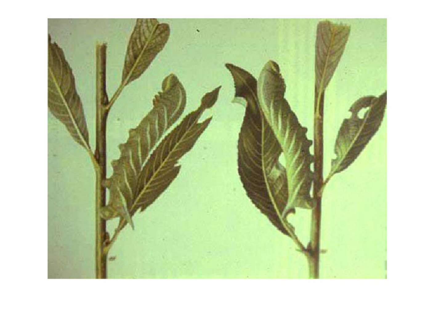 Sample 6 of Technical Document Understanding Lepidoptera Morp Technical Manual [PDF]