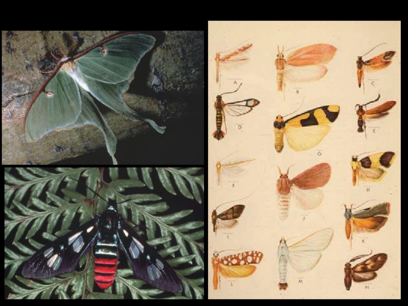 Sample 7 of Technical Document Understanding Lepidoptera Morp Technical Manual [PDF]