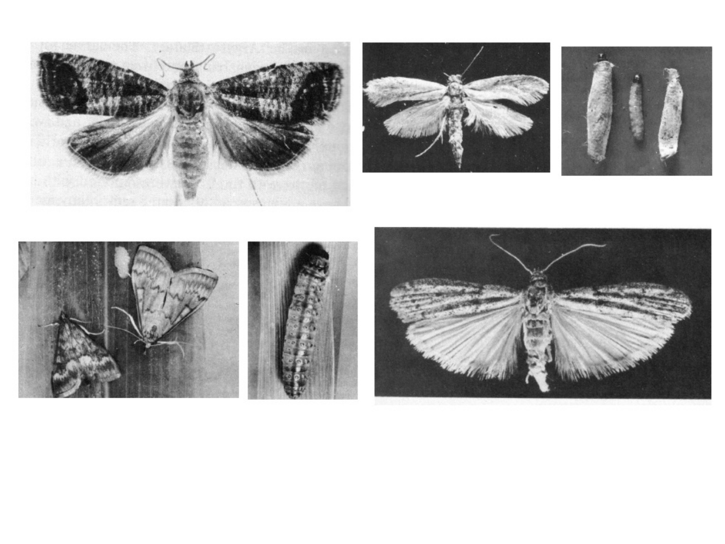 Sample 8 of Technical Document Understanding Lepidoptera Morp Technical Manual [PDF]